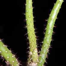 Una foto de Opuntia salmiana