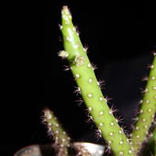 Una foto de Opuntia salmiana