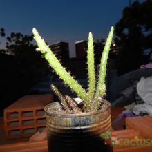 Una foto de Opuntia salmiana