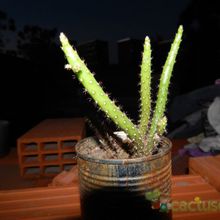Una foto de Opuntia salmiana