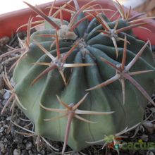 A photo of Echinocactus texensis