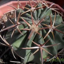 A photo of Echinocactus texensis