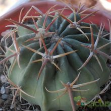 A photo of Echinocactus texensis