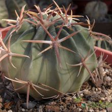 A photo of Echinocactus texensis
