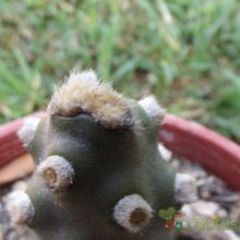 Una foto de Tephrocactus molinensis
