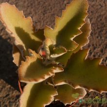 A photo of Kalanchoe beharensis