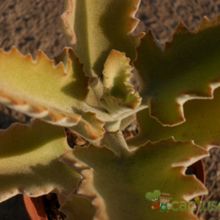 A photo of Kalanchoe beharensis