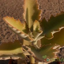 A photo of Kalanchoe beharensis