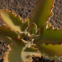 A photo of Kalanchoe beharensis