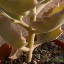 A photo of Kalanchoe beharensis