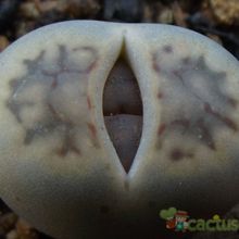 Una foto de Lithops schwantesii ssp. schwantesii v. schwantesii