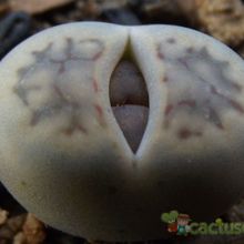 Una foto de Lithops schwantesii ssp. schwantesii v. schwantesii