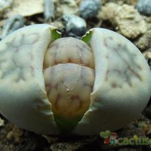 Una foto de Lithops schwantesii ssp. schwantesii v. schwantesii