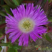 A photo of Carpobrotus chilensis