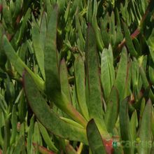 A photo of Carpobrotus chilensis
