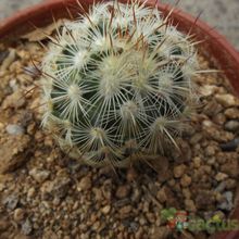 A photo of Mammillaria microhelia