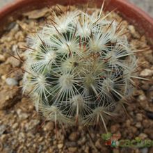 A photo of Mammillaria microhelia