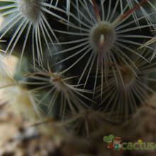 A photo of Mammillaria microhelia