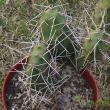 Una foto de Opuntia sulphurea