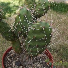Una foto de Opuntia sulphurea