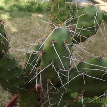 Una foto de Opuntia sulphurea