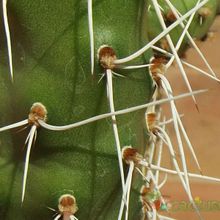 Una foto de Opuntia sulphurea