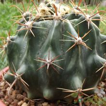 A photo of Ferocactus peninsulae var. townsendianus