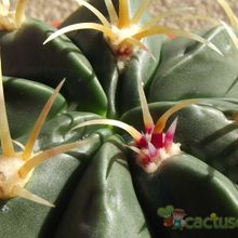 A photo of Ferocactus macrodiscus