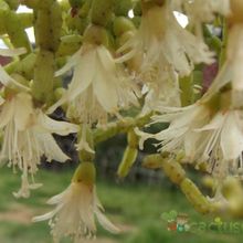A photo of Rhipsalis cereuscula