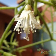 A photo of Rhipsalis cereuscula