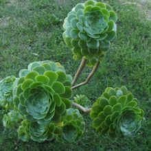 Una foto de Aeonium arboreum