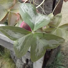 Una foto de Oxalis triangularis subsp. papilionacea