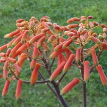 A photo of Aloe karasbergensis