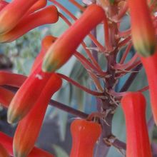 A photo of Aloe karasbergensis