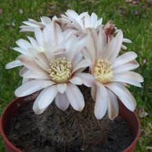 A photo of Gymnocalycium bruchii