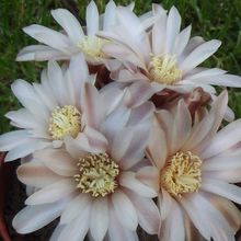 A photo of Gymnocalycium bruchii