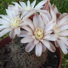 A photo of Gymnocalycium bruchii