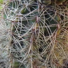 A photo of Gymnocalycium bruchii