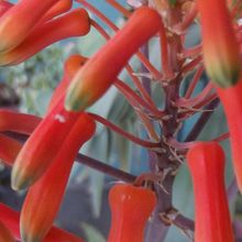 Una foto de Aloe karasbergensis