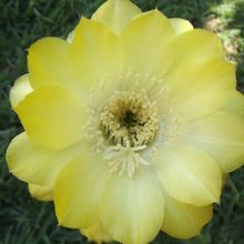 Una foto de Echinopsis aurea