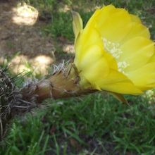Una foto de Echinopsis aurea