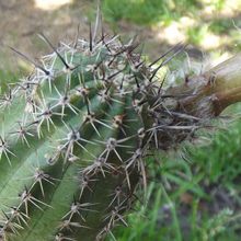 Una foto de Echinopsis aurea