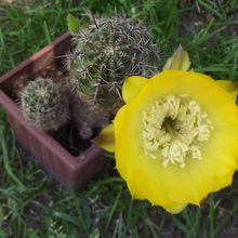 Una foto de Echinopsis aurea