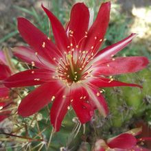A photo of Echinopsis pentlandii