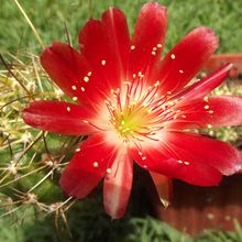 A photo of Echinopsis pentlandii