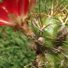 A photo of Echinopsis pentlandii