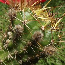A photo of Echinopsis pentlandii