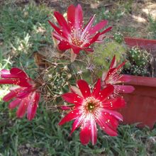 A photo of Echinopsis pentlandii