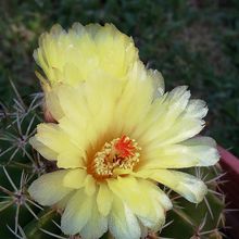 A photo of Parodia orthacantha