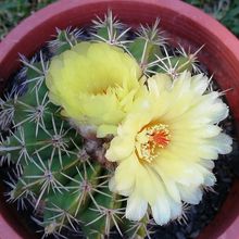 A photo of Parodia orthacantha